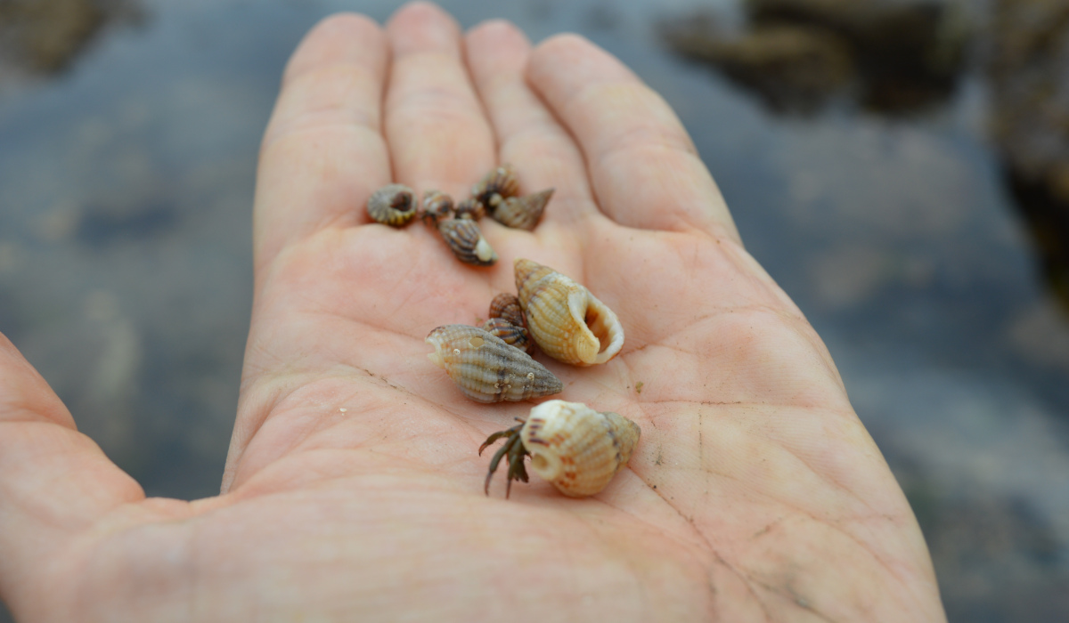 Meditación para la energía femenina, desarrollo personal femenino y yoga online en Bizkaia, País Vasco norte.